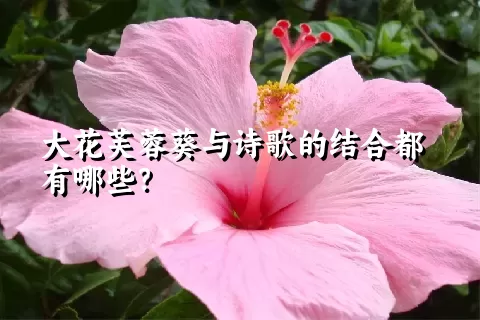 大花芙蓉葵与诗歌的结合都有哪些？