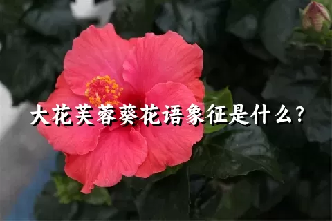 大花芙蓉葵花语象征是什么？