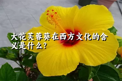 大花芙蓉葵在西方文化的含义是什么？