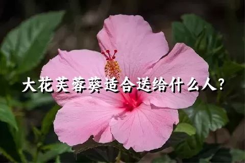 大花芙蓉葵适合送给什么人？