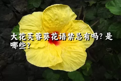 大花芙蓉葵花语禁忌有吗？是哪些？