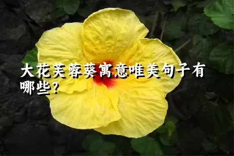 大花芙蓉葵寓意唯美句子有哪些？