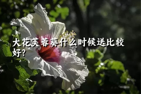 大花芙蓉葵什么时候送比较好？