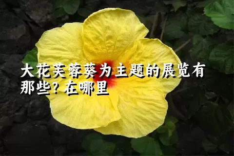 大花芙蓉葵为主题的展览有那些？在哪里