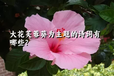 大花芙蓉葵为主题的诗词有哪些？