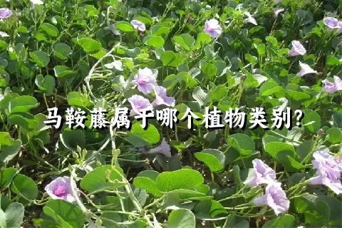 马鞍藤属于哪个植物类别？