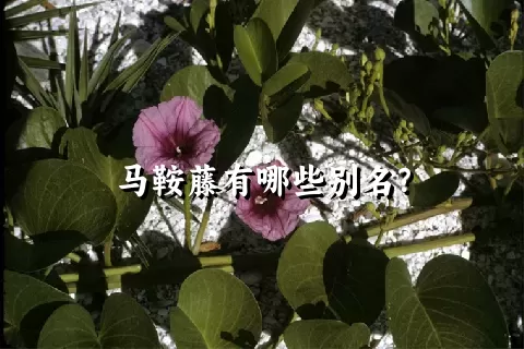 马鞍藤有哪些别名？