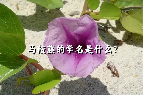 马鞍藤的学名是什么？