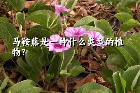 马鞍藤是一种什么类型的植物？