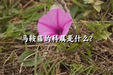 马鞍藤的科属是什么？