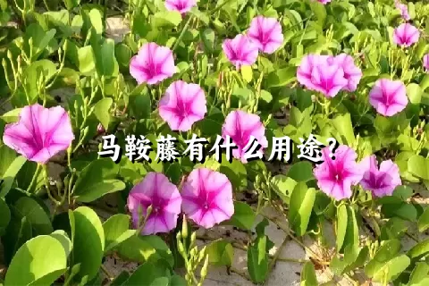 马鞍藤有什么用途？