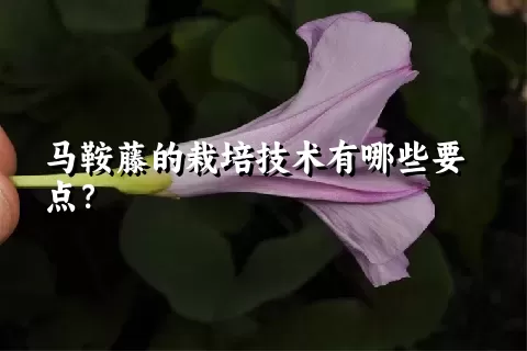 马鞍藤的栽培技术有哪些要点？