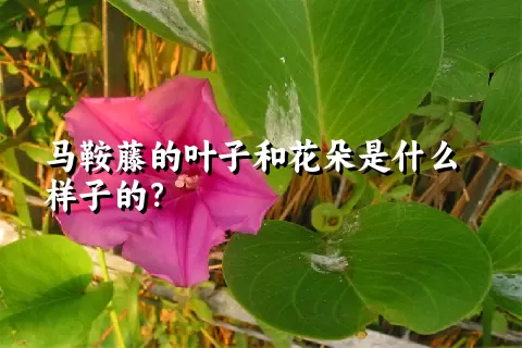 马鞍藤的叶子和花朵是什么样子的？