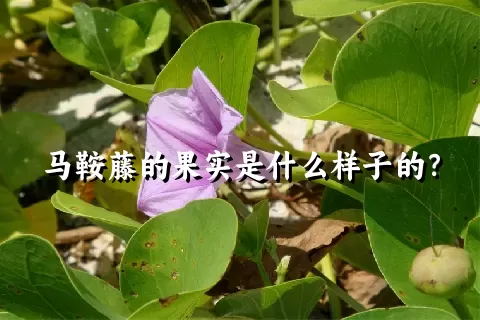 马鞍藤的果实是什么样子的？