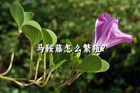 马鞍藤怎么繁殖？