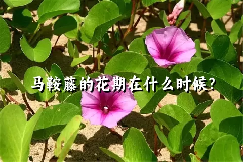 马鞍藤的花期在什么时候？