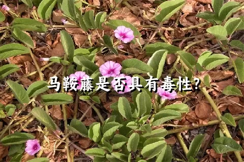 马鞍藤是否具有毒性？