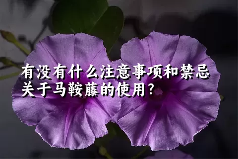 有没有什么注意事项和禁忌关于马鞍藤的使用？