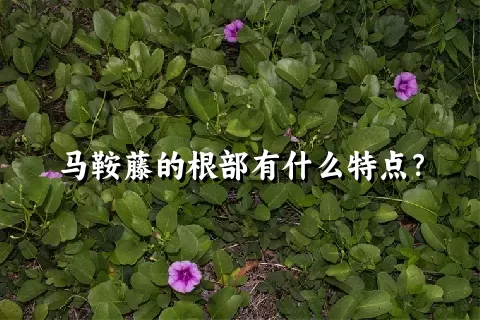 马鞍藤的根部有什么特点？