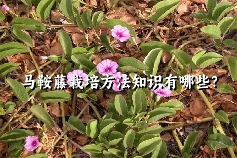 马鞍藤栽培方法知识有哪些？