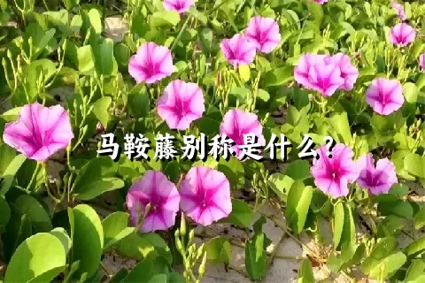 马鞍藤别称是什么？