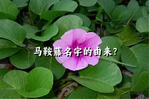 马鞍藤名字的由来？