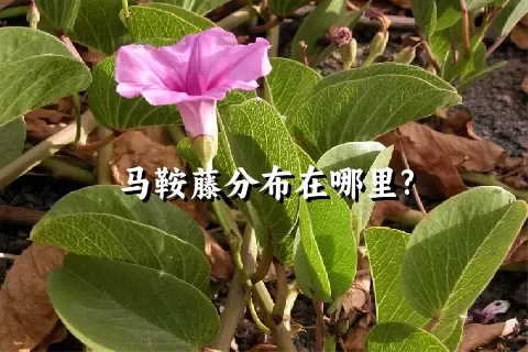 马鞍藤分布在哪里?