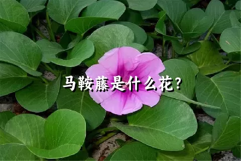 马鞍藤是什么花？