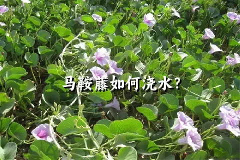 马鞍藤如何浇水？