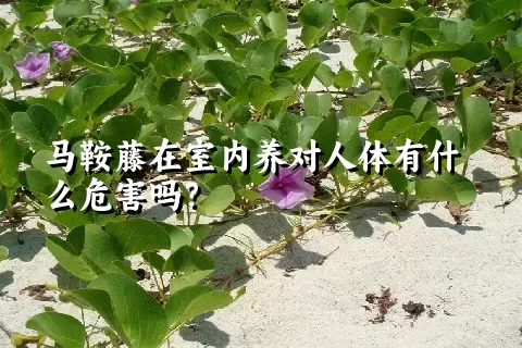 马鞍藤在室内养对人体有什么危害吗？