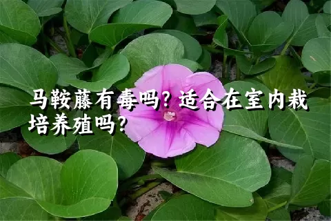 马鞍藤有毒吗？适合在室内栽培养殖吗？