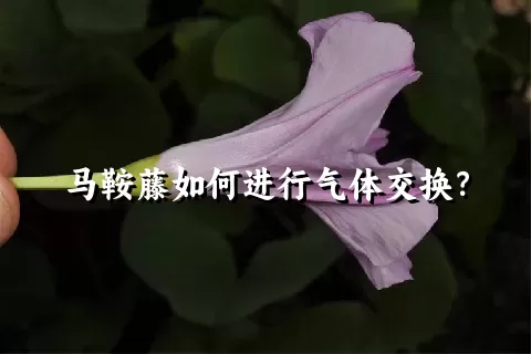 马鞍藤如何进行气体交换？