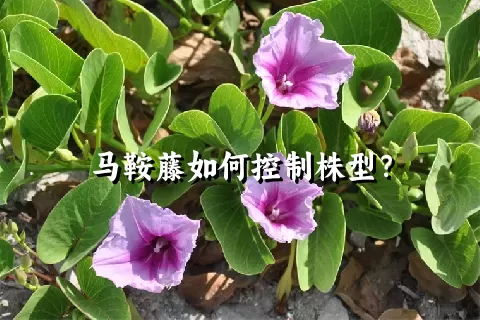 马鞍藤如何控制株型？