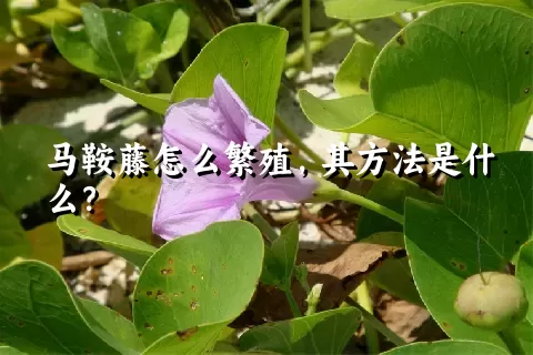 马鞍藤怎么繁殖，其方法是什么？