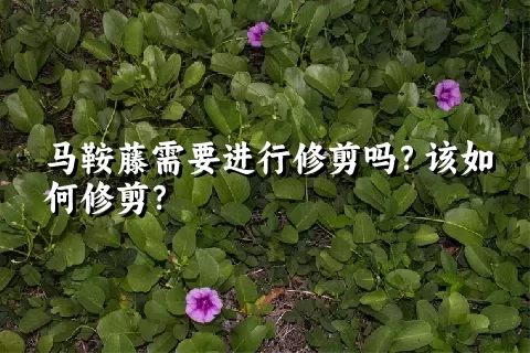 马鞍藤需要进行修剪吗？该如何修剪？