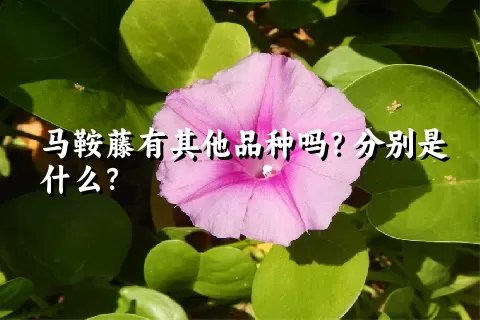 马鞍藤有其他品种吗？分别是什么？