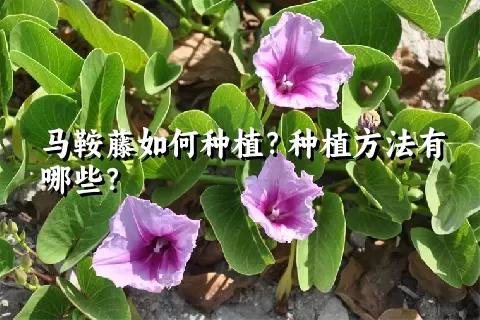 马鞍藤如何种植？种植方法有哪些？