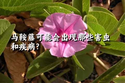 马鞍藤可能会出现那些害虫和疾病？