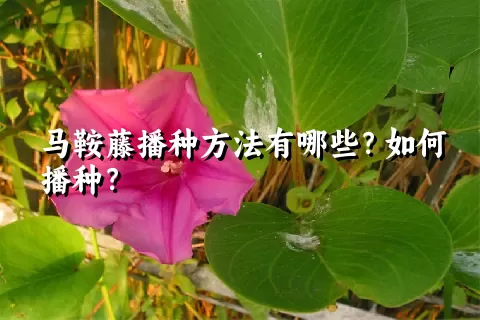 马鞍藤播种方法有哪些？如何播种？