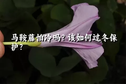 马鞍藤怕冷吗？该如何过冬保护？