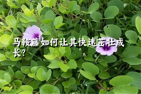 马鞍藤如何让其快速茁壮成长？