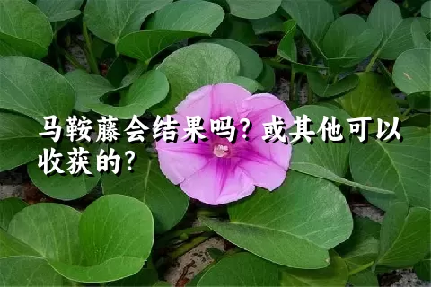 马鞍藤会结果吗？或其他可以收获的？