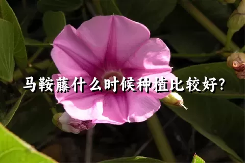 马鞍藤什么时候种植比较好？