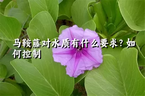 马鞍藤对水质有什么要求？如何控制