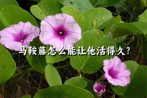 马鞍藤怎么能让他活得久？