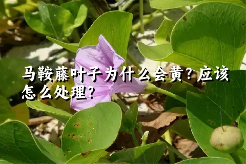 马鞍藤叶子为什么会黄？应该怎么处理？