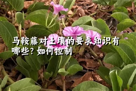 马鞍藤对土壤的要求知识有哪些？如何控制