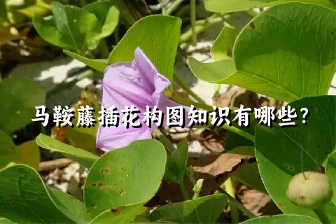 马鞍藤插花构图知识有哪些？