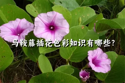 马鞍藤插花色彩知识有哪些？