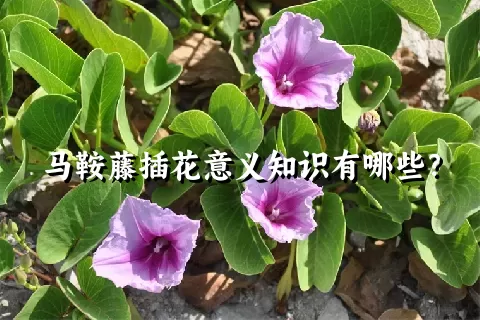 马鞍藤插花意义知识有哪些？